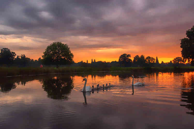 Swans leads dawn convoy in Bushy Park (Photo by Sue Lindenberg)