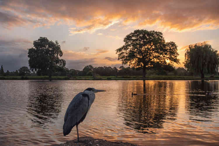 Heron on the Boating Pond