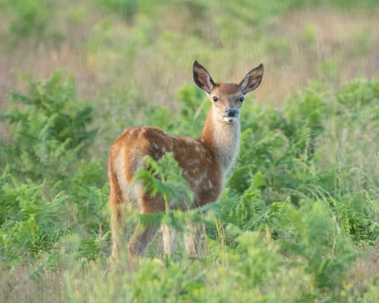 Red Deer Calf