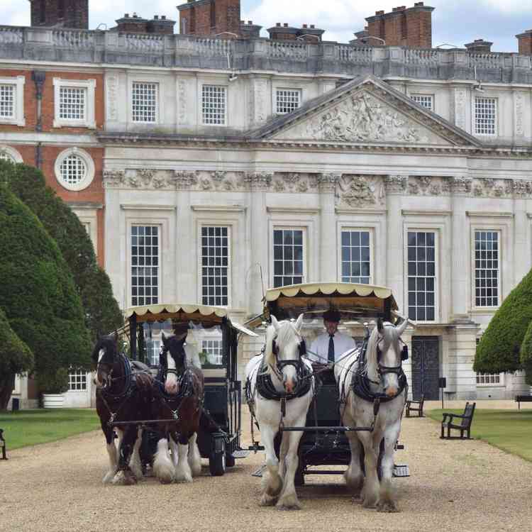 Shire horses back to work at Hampton Court
