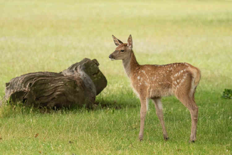 A Red Deer Calf