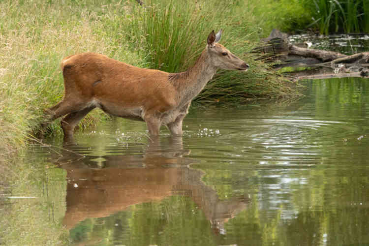 Red Deer hind crossing the stream.