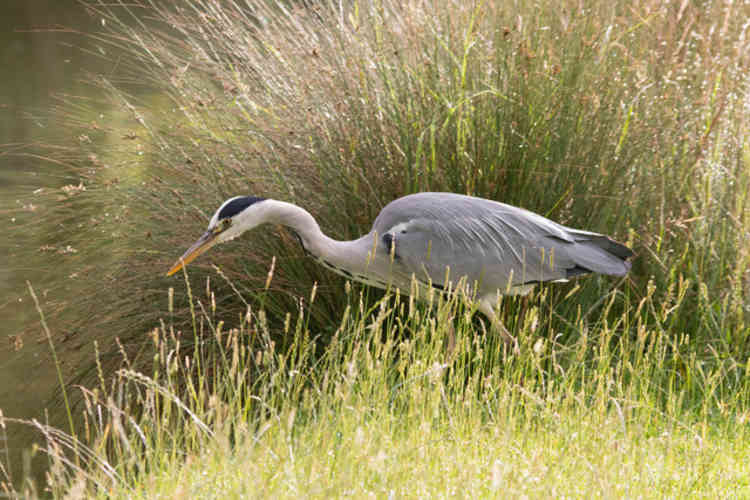 Grey Heron about to strike