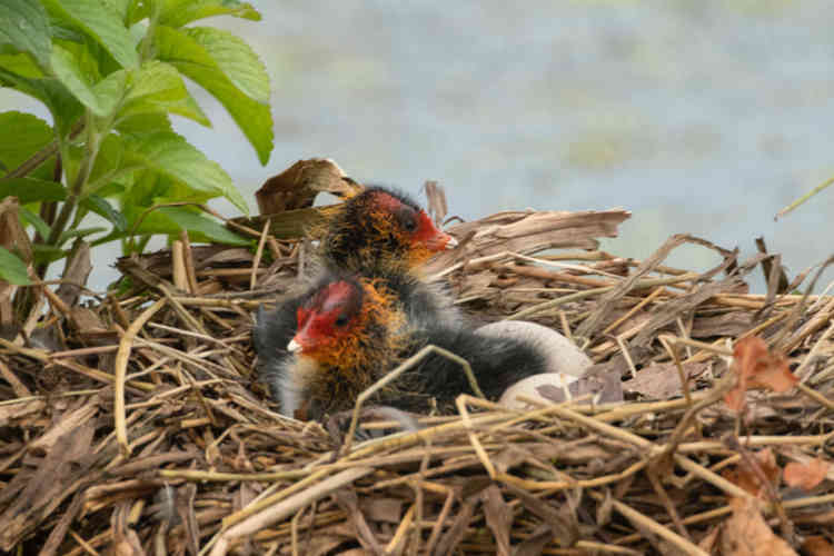 Coot's nest on the Boating Pond