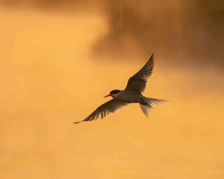 A Common Tern
