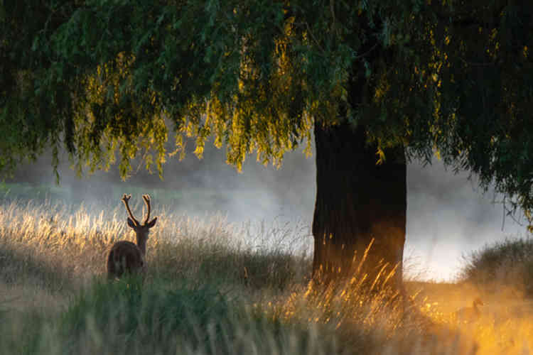 Misty sunrise