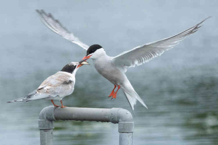A common tern