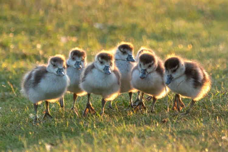 Egyptian Goslings