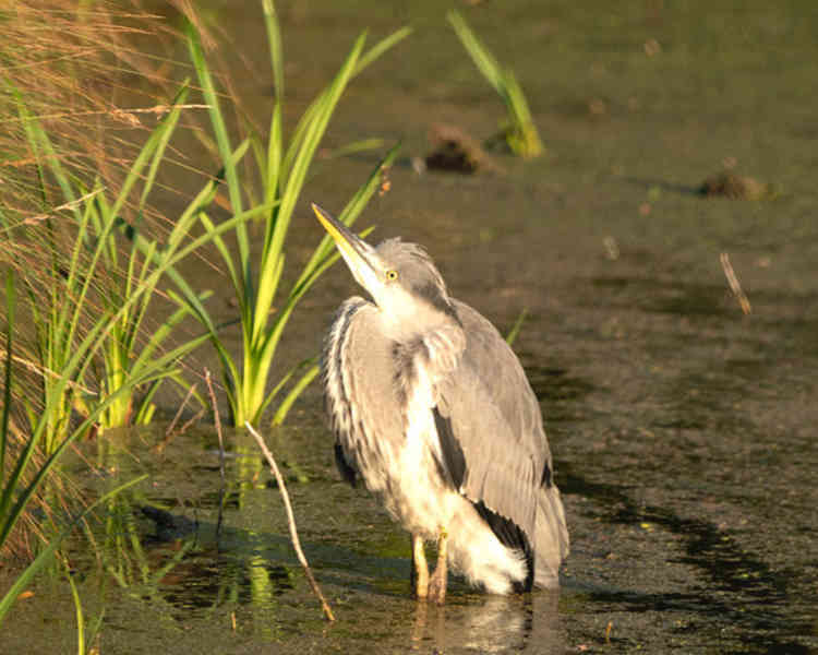 Juvenile Heron