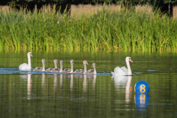 Eight swans next to a buoy
