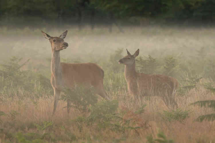 Deer in Bushy Park