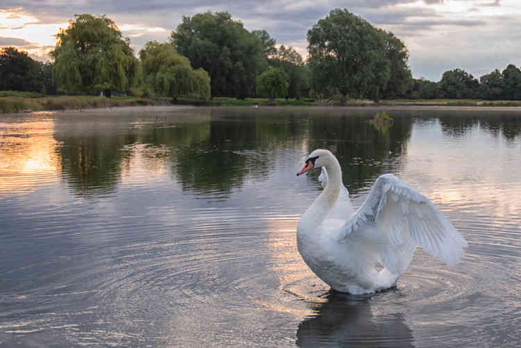 A swan in Bushy Park
