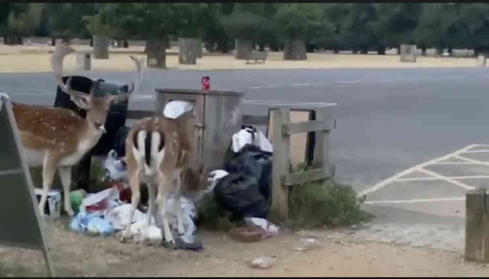 The deer eating litter in Bushy Park