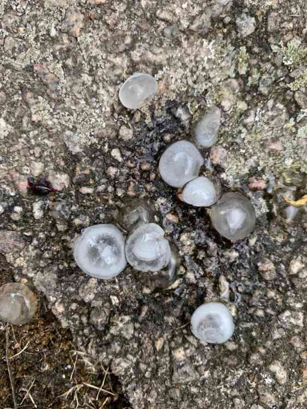 Look at the size of these hailstones (credit Emma Durnford)