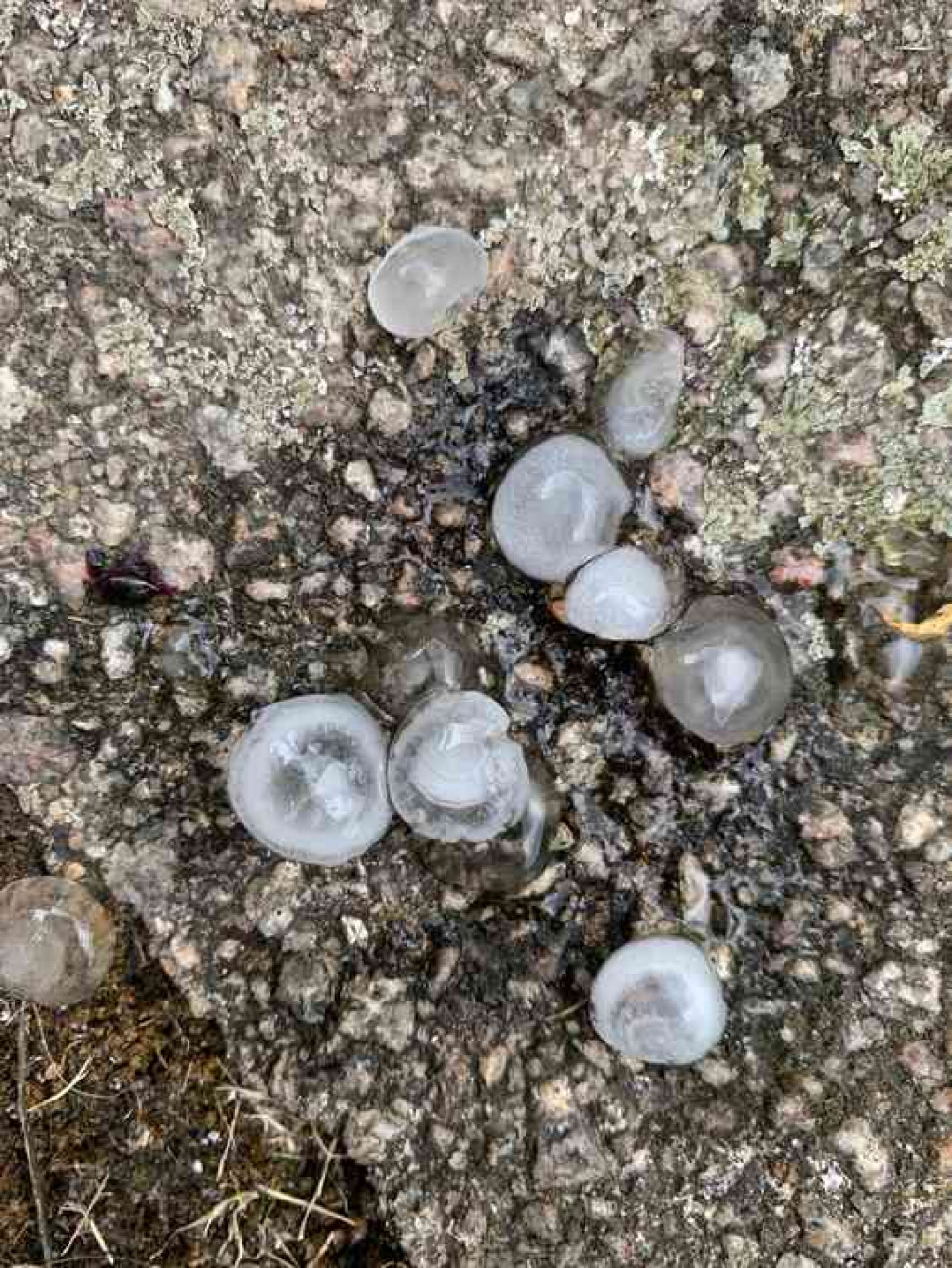 Huge hailstones photographed by Emma Durnford