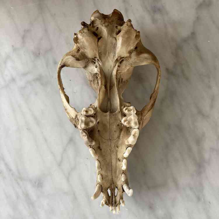 A fox skull