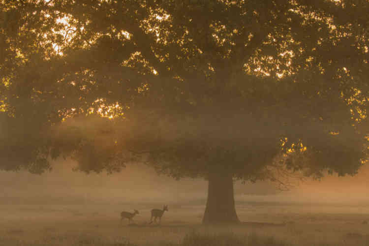 Bushy Park (credit: Sue Lindenberg)