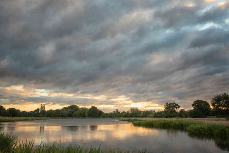 Bushy Park Credit: Sue Lindenberg