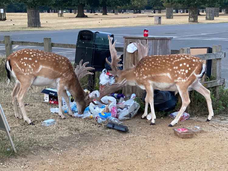 Deer eating litter in Bushy Park (credit: Sue Lindenberg)