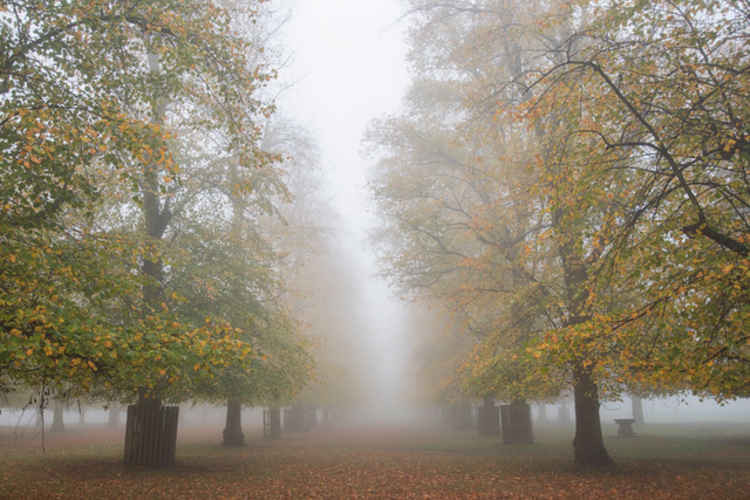 A stream of mist splits the two lines of trees