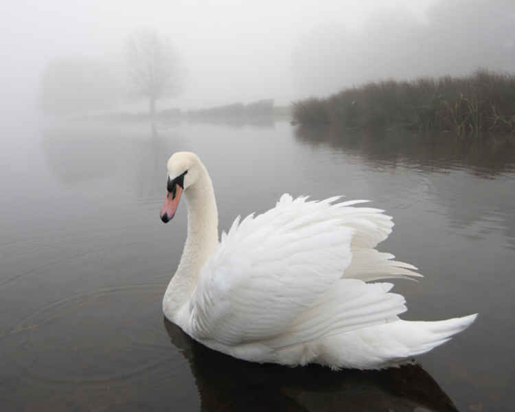 A swan's ruffled coat