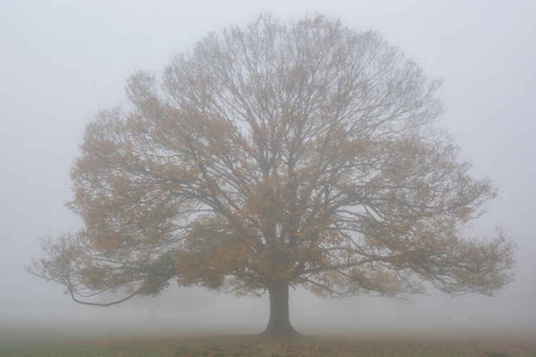 A lone tree stands out amid the mist