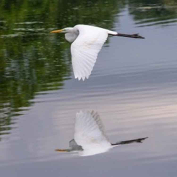 A heron takes on the Great Egret