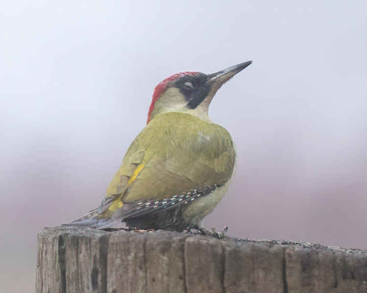 Green Woodpecker (Credit: Sue Lindenberg)