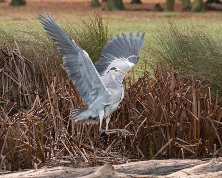 A grey heron (Credit: Sue Lindenberg)