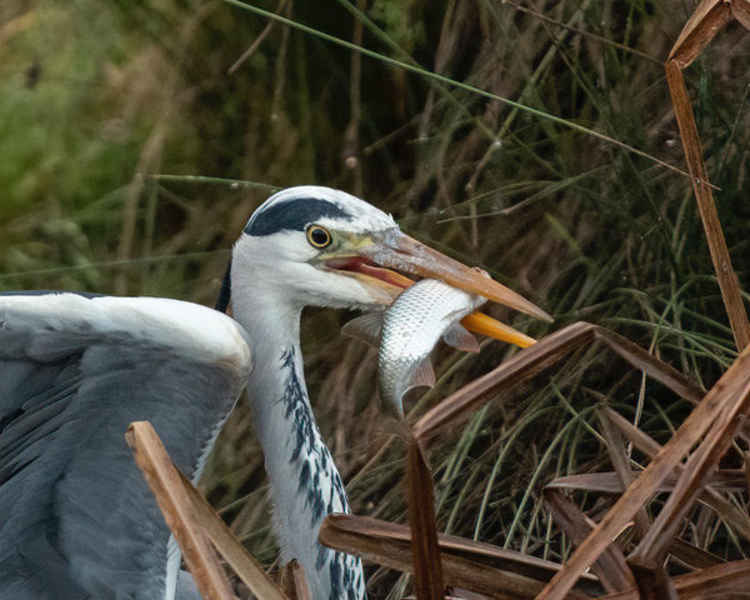 A grey heron (Credit: Sue Lindenberg)