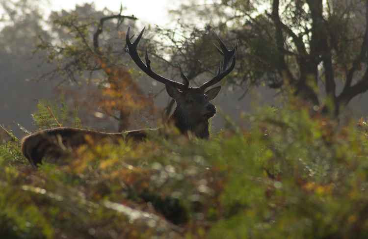 The deer may have Bushy Park to themselves tonight