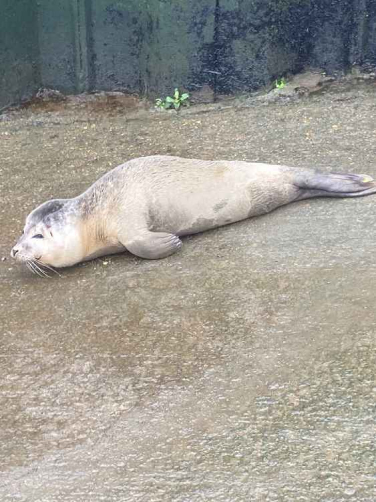 The poorly seal (Credit: Teddington Lifeboat Twitter @rnli_teddington)