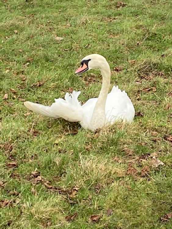 Photos show the injured swan in Home Park on Sunday morning (Photos by Stuart Higgins)