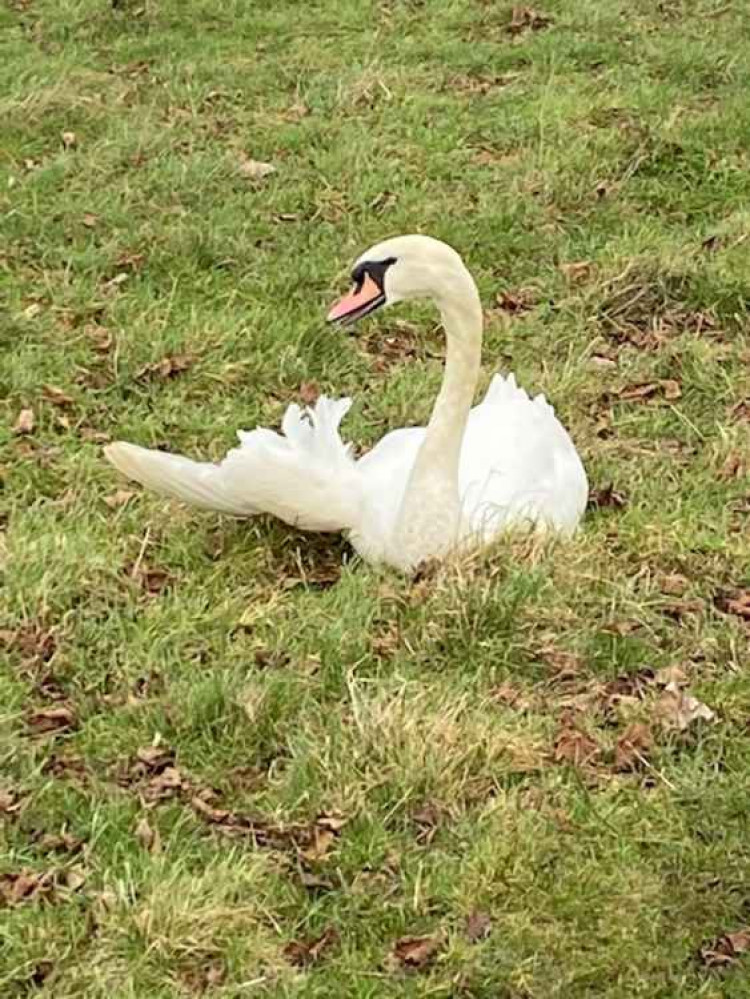 Photos show the injured swan in Home Park on Sunday morning (Photos by Stuart Higgins)