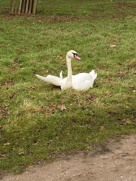 Photos show the injured swan in Home Park on Sunday morning (Photos by Stuart Higgins)