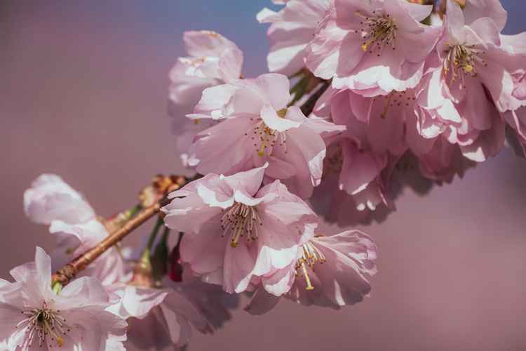 Cherry blossoms have appeared in Bushy Park / Credit: Rob Turpin