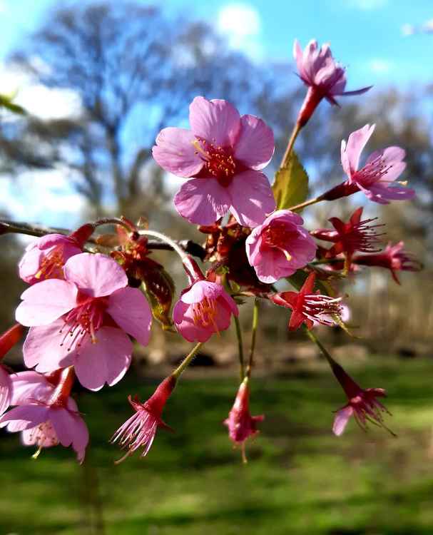 Blossoms on the second day of Spring / Credit: Andy Craddock