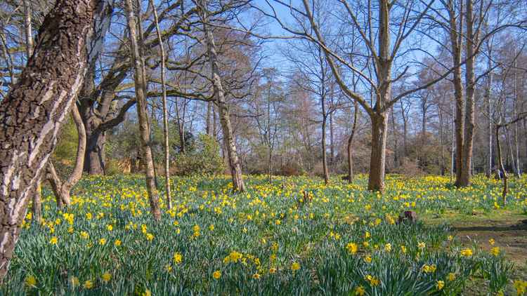 Daffodils cover the woodland gardens / Credit: Sue Lindenberg