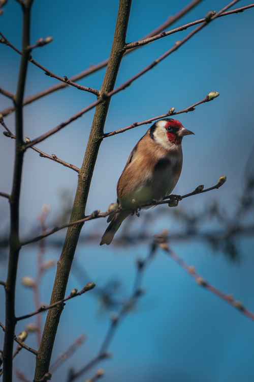 A goldfinch looks serene in the park / Credit Rob Turpin