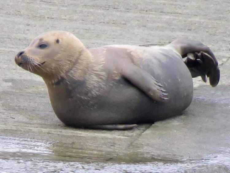 Basking in the sunshine / Credit: Barry French