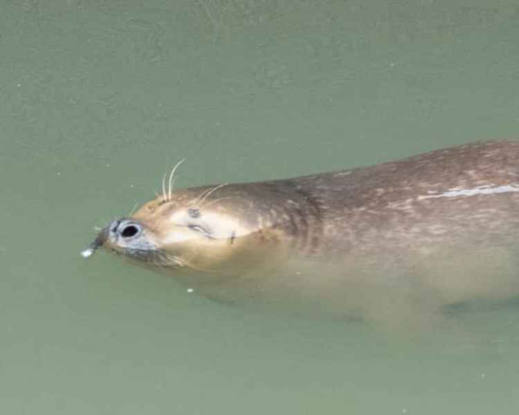 Going for a swim / Credit: Sue Lindenberg