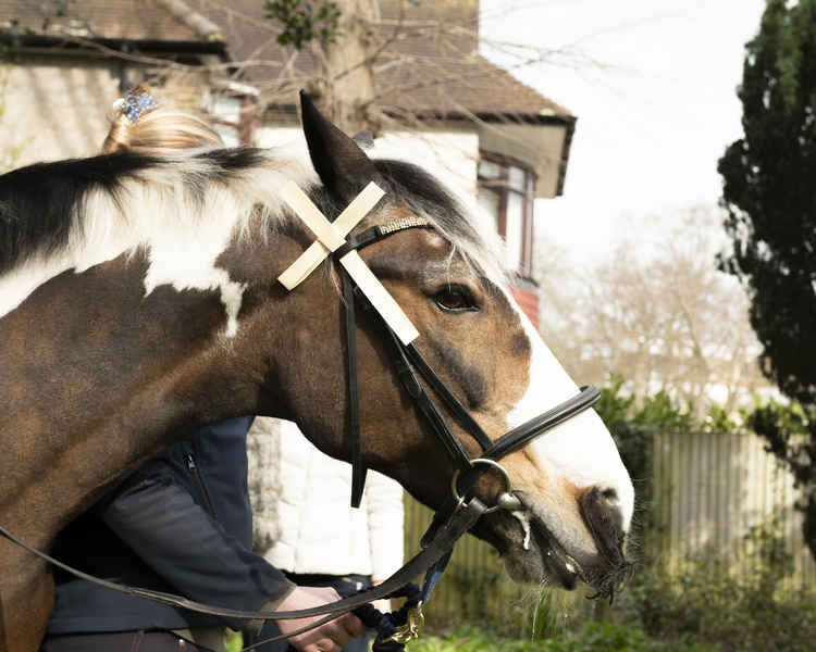 Marcus the horse / Credit: Sue Lindenberg