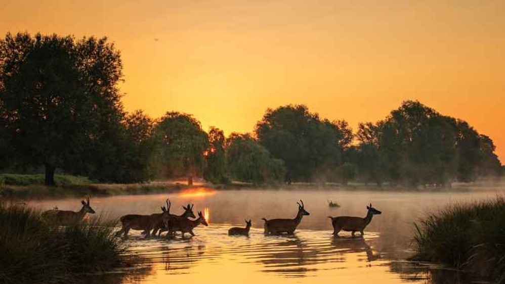 Deer crossing a lake in Bushy Park at dawn / Credit: Sue Lindenberg