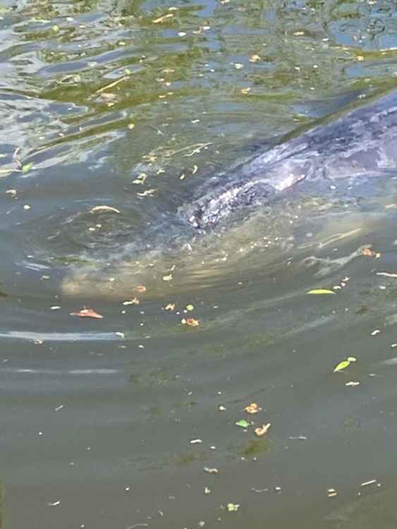 Another close-up on the whale / Credit: Stuart Higgins