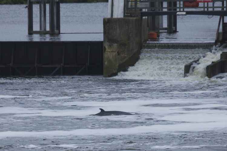 The calf was first seen yesterday morning swimming by the Weir