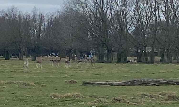 The deer was distressed and causing dangerous stampedes, Royal Parks officers said