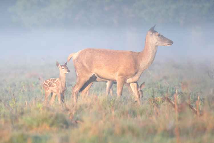 A mother deer with her newborn calf in the morning light (Photo: Sue Lindenberg)