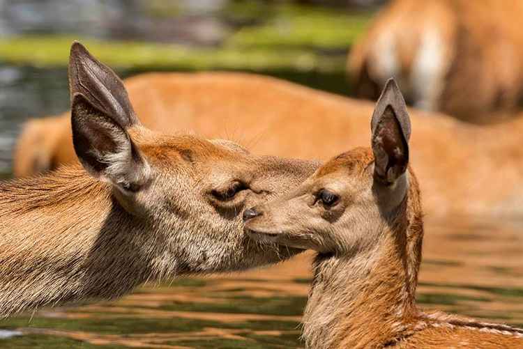 Mother deer gives her calf a lick to help protect it from predators (Photo: Sue Lindenberg)