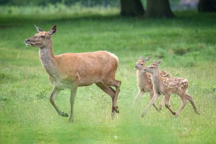 Twins! (Photo: Sue Lindenberg)