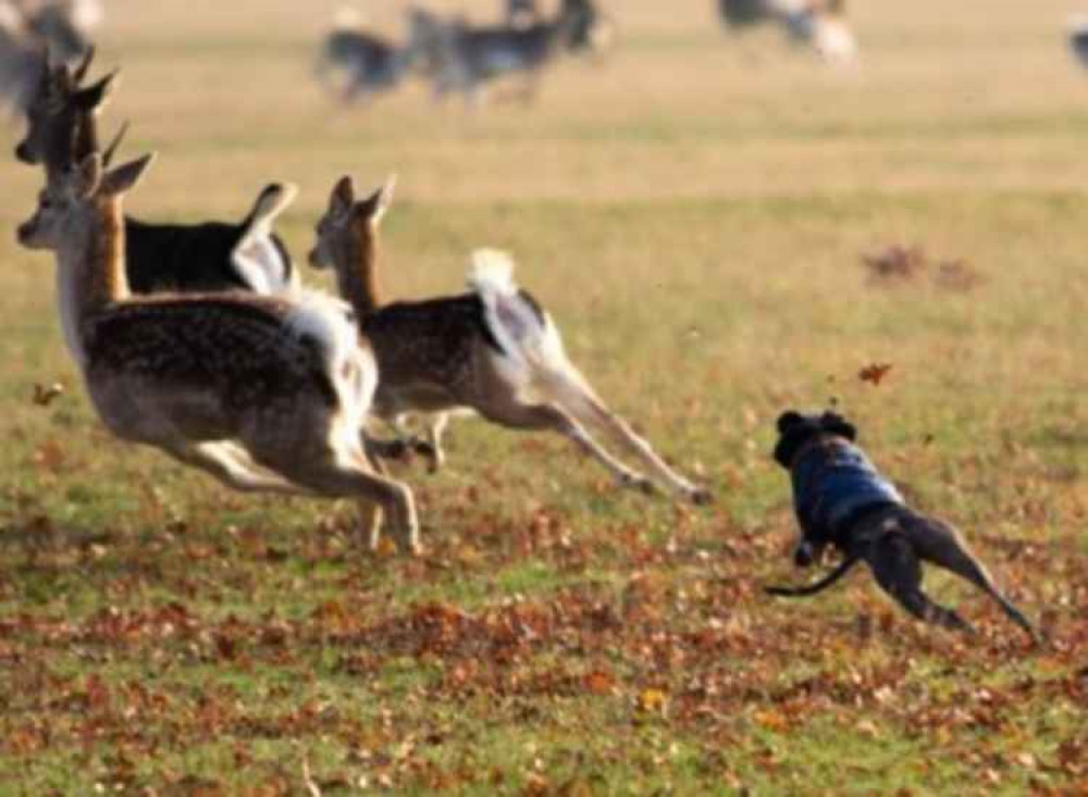 A dog chases deer in the park